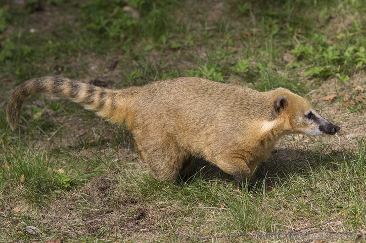 Rīgas zoodārzā notiks akcija Audz liels, stiprs un vesels!, kuras ietvaros būs iepējams iepazīt dzīvniekus un pārbaudīt bērna augumu un svaru 104485