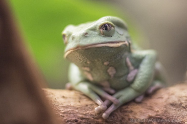 Rīgas zoodārzā notiks akcija Audz liels, stiprs un vesels!, kuras ietvaros būs iepējams iepazīt dzīvniekus un pārbaudīt bērna augumu un svaru 104488