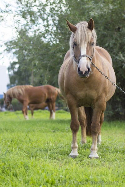 Stacijas apkārtnē mēdz ganīties čigānu zirgi. Reizēm arī varot vērot kolorītas zirgu izjādes 104337