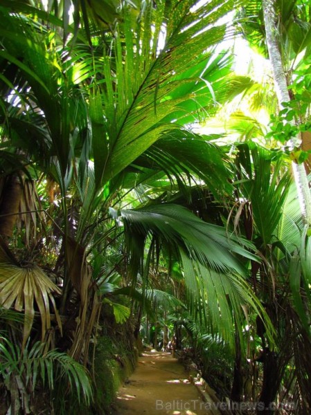 Praslinas salas rezervāts Vallee de Mai ir labākā vieta, kur iepazīt šo unikālo ekosistēmu, kas pārmantota no laikiem, kad dinozauri saimniekoja uz Ze 104686