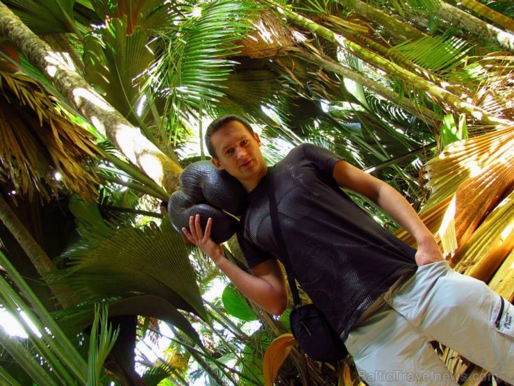 Tas, kas šo palmu padara par unikālu visu pārējo vidū ir kokosrieksti - pasaules lielākie rieksti, kas ir līdz 42 kg smagi!!! Turklāt to forma ir vēl  104698