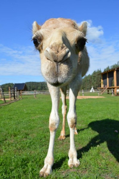 Rakšos var aplūkot Zoo, kurā šobrīd jau ir vairāk nekā 62 dzīvnieki - 8 kamieļi, lamas, alpakas, guanako, truši, vistas, aitas, kaza, un protams, suņi 106167