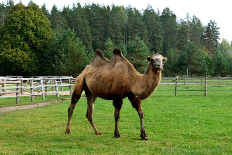 Rakšos var izjāt ar kamieli, saņemot īpašo kamieļjāšanas sertifikātu, doties pastaigā pretī zelta rudenim ar lamiņām, pamieloties kafejnīcā ar gardajā 106170