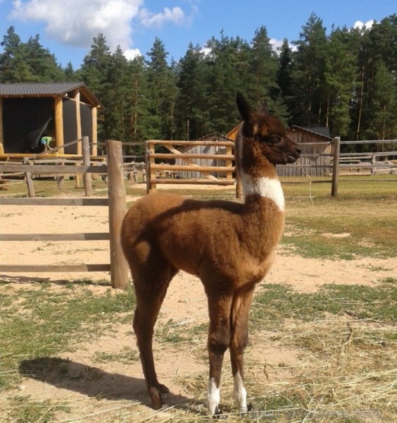 Rakšos var izjāt ar kamieli, saņemot īpašo kamieļjāšanas sertifikātu, doties pastaigā pretī zelta rudenim ar lamiņām, pamieloties kafejnīcā ar gardajā 106171