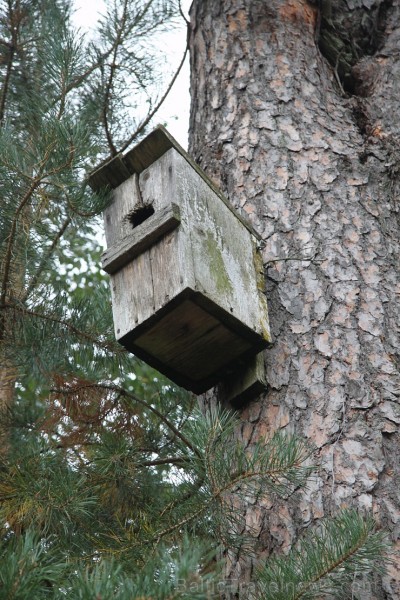 Dendroloģiskais parks Lazdukalns Ogrē - www.LatvijasCentrs.lv 106919