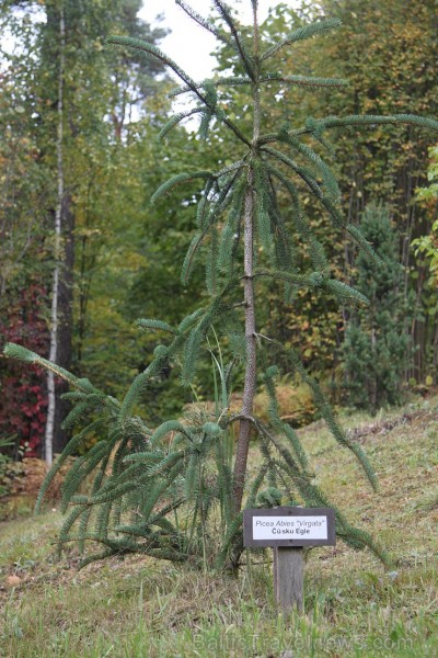 Dendroloģiskais parks Lazdukalns Ogrē - www.LatvijasCentrs.lv 106921