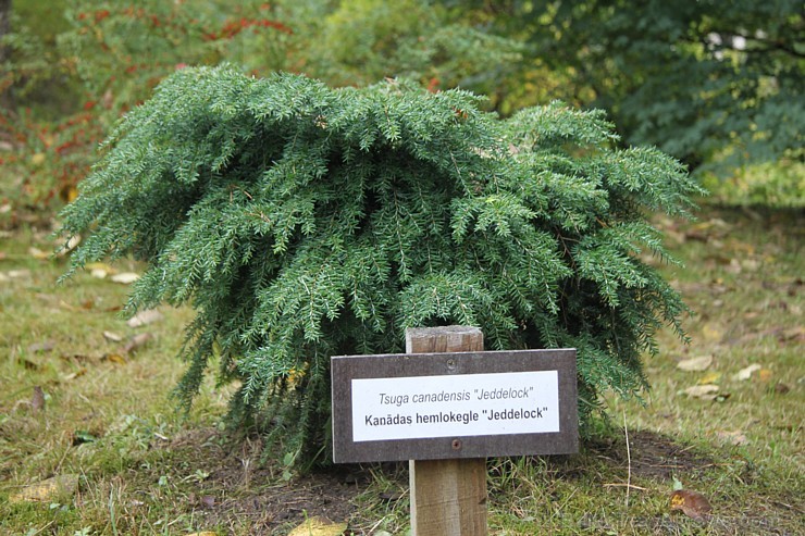 Dendroloģiskais parks Lazdukalns Ogrē - www.LatvijasCentrs.lv 106923