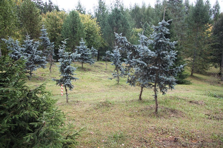 Dendroloģiskais parks Lazdukalns Ogrē - www.LatvijasCentrs.lv 106924