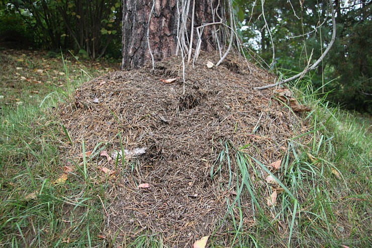 Dendroloģiskais parks Lazdukalns Ogrē - www.LatvijasCentrs.lv 106938