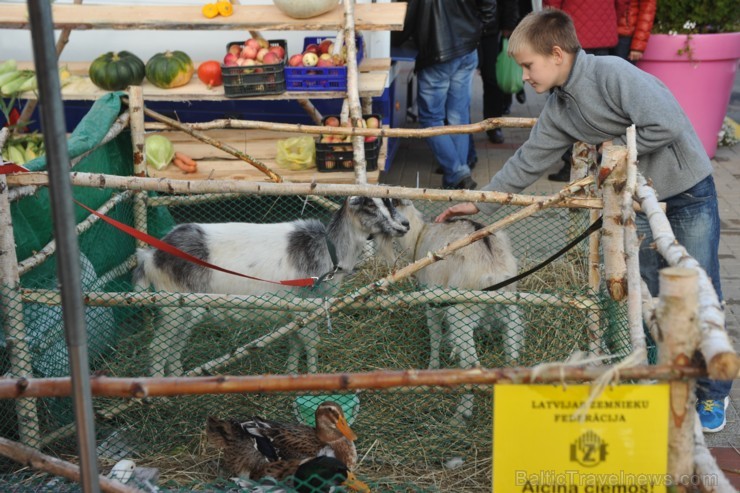 Nedēļas nogalē, 27. un 28. septembrī, Lauku labumu tirdziņā pie tirdzniecības kompleksa Spice, norisinājās Lielāko dārza velšu parāde, kurā apmeklētāj 107048