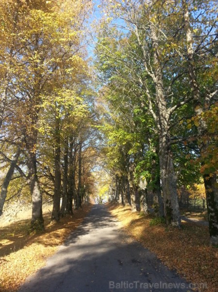 Ventspils TIC iesaka iepazīt Popi zelta rudens laikā 107690