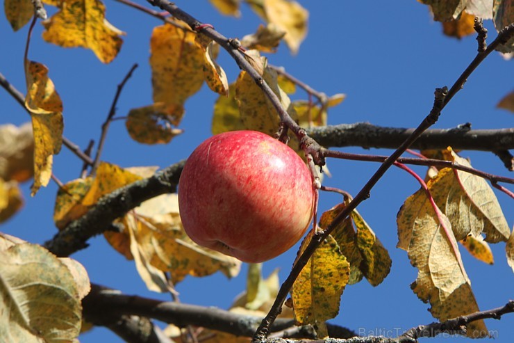 Rudens izglezno Latgali - Krāslavas novads. Foto sponsors: www.Sirsnigi.lv 107844