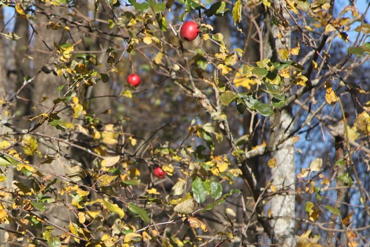 Rudens izglezno Latgali - Krāslavas novads. Foto sponsors: www.Sirsnigi.lv 107848