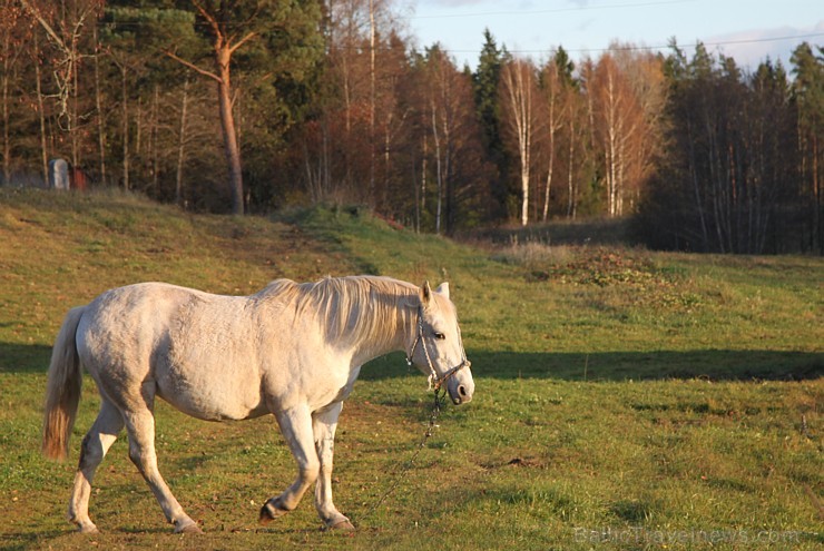 Rudens izglezno Latgali - Krāslavas novads - kādreiz zirgs bija katrā viensēta, bet tagad tas ir jau retums arī Latgalē. Foto sponsors: www.Sirsnigi.l 107857