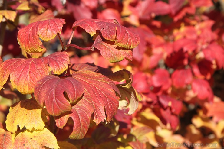 Rudens izglezno Latgali - Krāslavas novads. Foto sponsors: www.Sirsnigi.lv 107862