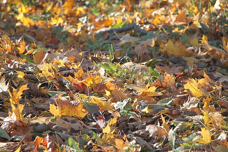 Rudens izglezno Latgali - Krāslavas novads. Foto sponsors: www.Sirsnigi.lv 107863