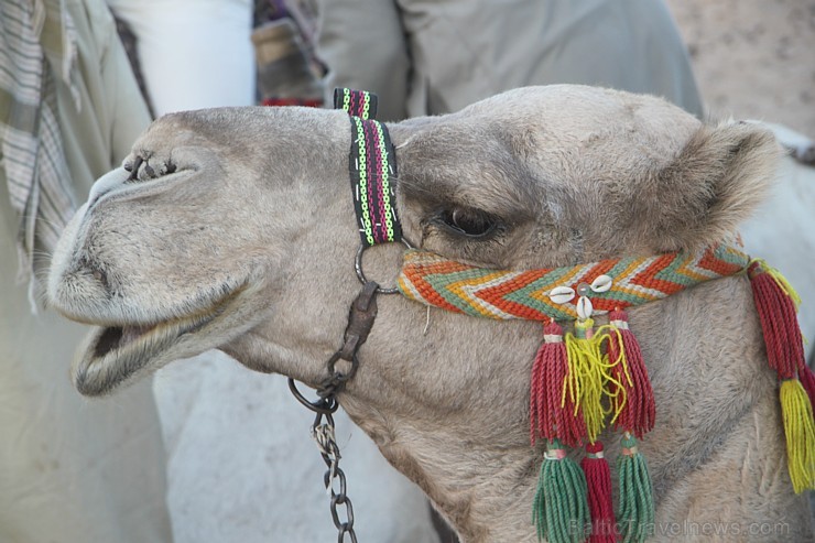 Kopā ar kamieļiem un beduīņiem tuksnesī pie Hurgadas. Vairāk informācijas par ceļojumiem uz Ēģipti pie tūroperatora GoAdventure 109097