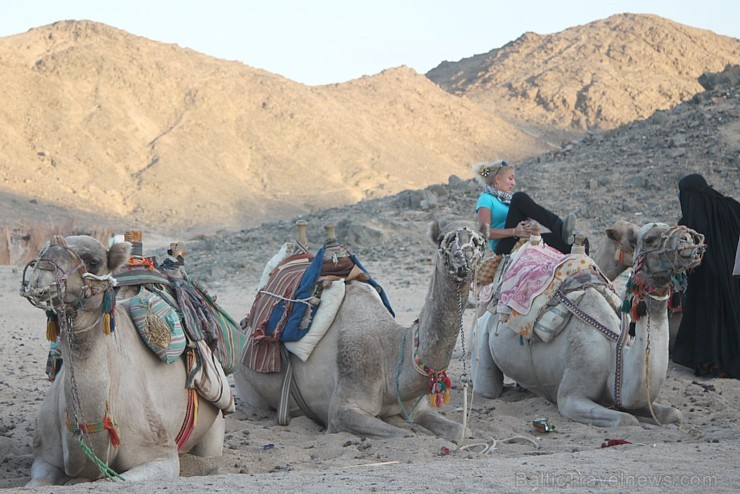 Kopā ar kamieļiem un beduīņiem tuksnesī pie Hurgadas. Vairāk informācijas par ceļojumiem uz Ēģipti pie tūroperatora GoAdventure 109098