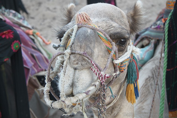 Kopā ar kamieļiem un beduīņiem tuksnesī pie Hurgadas. Vairāk informācijas par ceļojumiem uz Ēģipti pie tūroperatora GoAdventure 109100