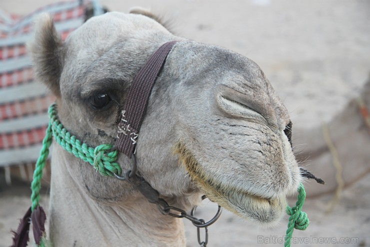 Kopā ar kamieļiem un beduīņiem tuksnesī pie Hurgadas. Vairāk informācijas par ceļojumiem uz Ēģipti pie tūroperatora GoAdventure 109101