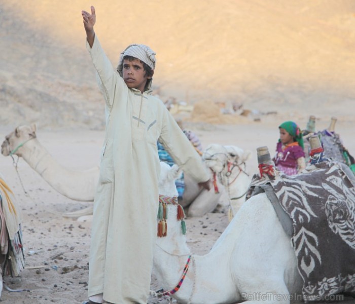 Kopā ar kamieļiem un beduīņiem tuksnesī pie Hurgadas. Vairāk informācijas par ceļojumiem uz Ēģipti pie tūroperatora GoAdventure 109102