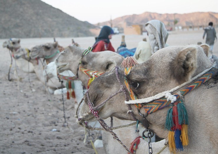 Kopā ar kamieļiem un beduīņiem tuksnesī pie Hurgadas. Vairāk informācijas par ceļojumiem uz Ēģipti pie tūroperatora GoAdventure 109113