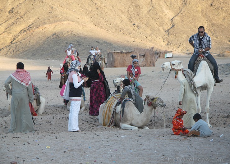 Kopā ar kamieļiem un beduīņiem tuksnesī pie Hurgadas. Vairāk informācijas par ceļojumiem uz Ēģipti pie tūroperatora GoAdventure 109116