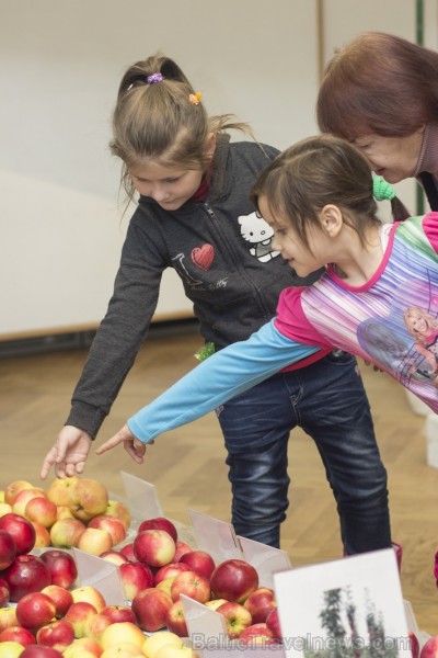 Latvijas Dabas muzejā apskatāma ābolu izstāde 110578