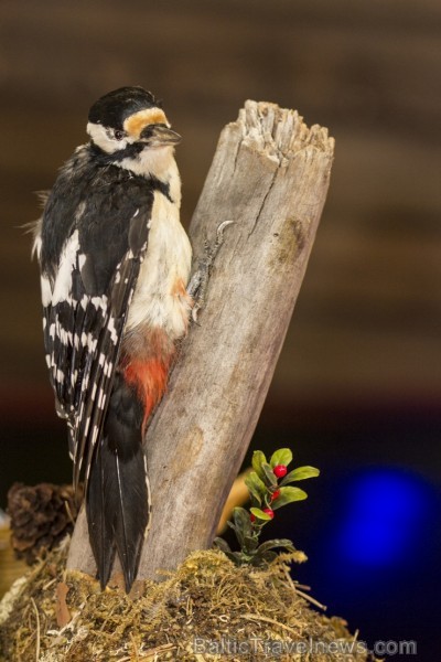 Aizvadīta 21. tūrisma izstāde - gadatirgus Balttour 2014 114239