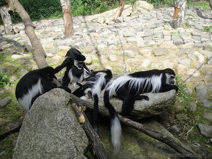 Safari parks. Vairāk informācijas par izklaides parkiem Vācijā skatīt šeit 115858