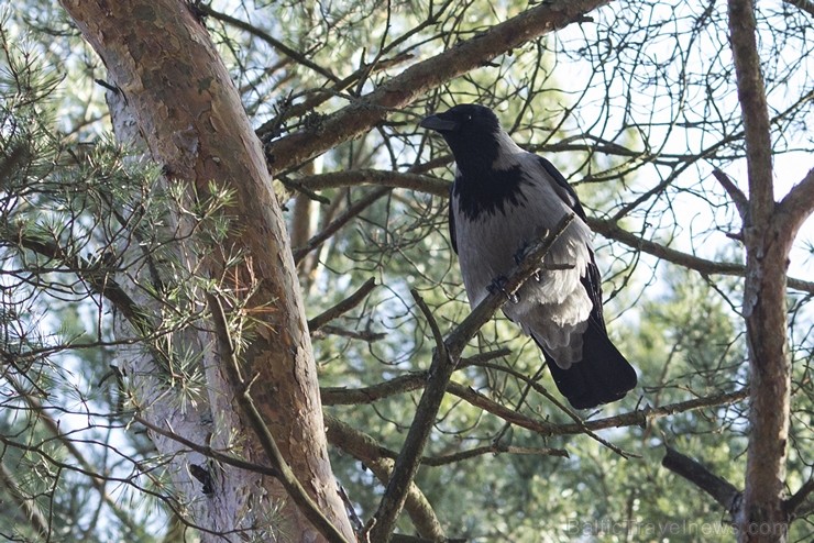 Ragakāpas dabas parks Jūrmalā ir jauka pavasarīgas pastaigas vieta 116549