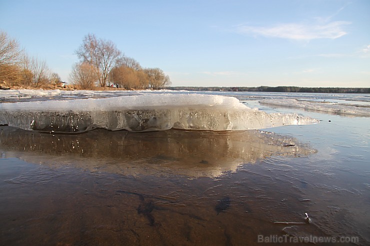 Daugavas krasti pie Ikšķiles ir svinīgi balti 116567