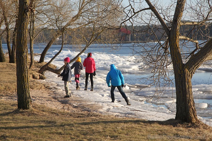 Daugavas krasti pie Ikšķiles ir svinīgi balti 116572