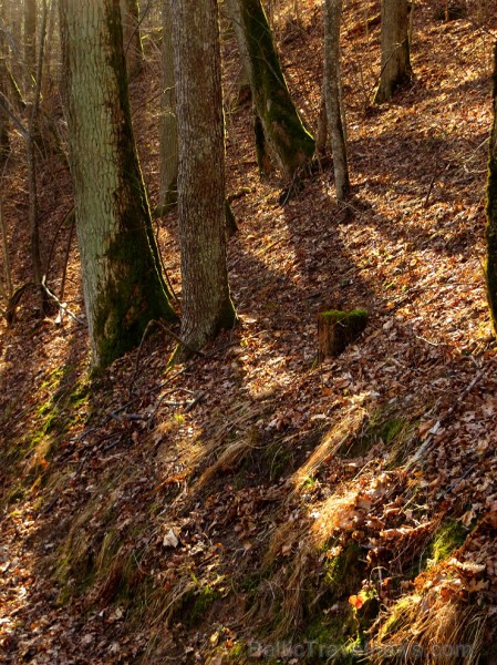 Pavasaris ienāk Siguldā un vilina atpūtniekus ar dabas skaistumu - www.tourism.sigulda.lv 116750