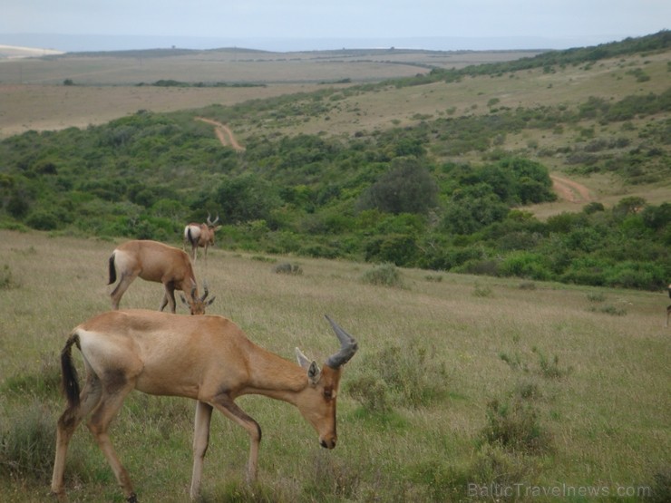 Visvairāk manījām dažādas antilopes- oriksus, springbukus un milzīgās gnu antilopes. Ceļojuma programmu var aplūkot šeit 117278