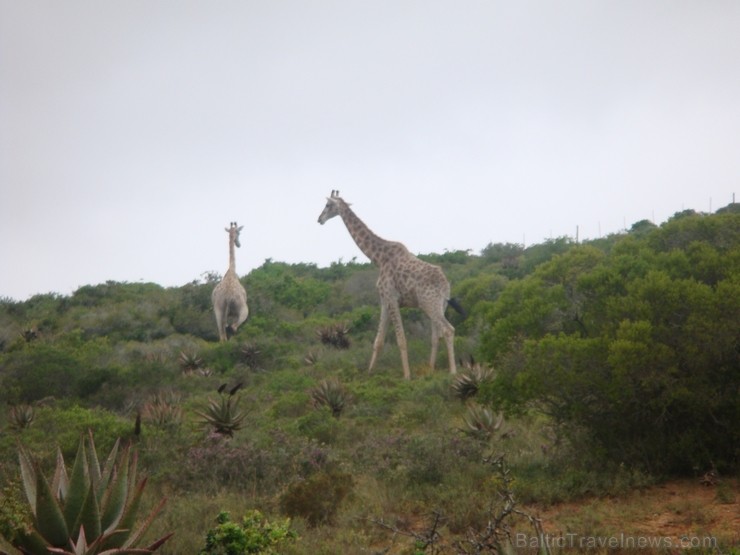 Žirafes mierīgi un bez steigas pastaigājās. Ceļojuma programmu var aplūkot šeit 117280