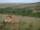 Visvairāk manījām dažādas antilopes- oriksus, springbukus un milzīgās gnu antilopes. Ceļojuma programmu var aplūkot šeit 6