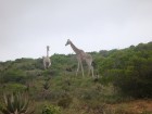 Žirafes mierīgi un bez steigas pastaigājās. Ceļojuma programmu var aplūkot šeit 8