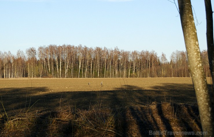 Visapkārt plaukst un zaļo, uzziedējuši pirmie pavasari ziedi un malu malās dzirdamas putnu balsis 117832