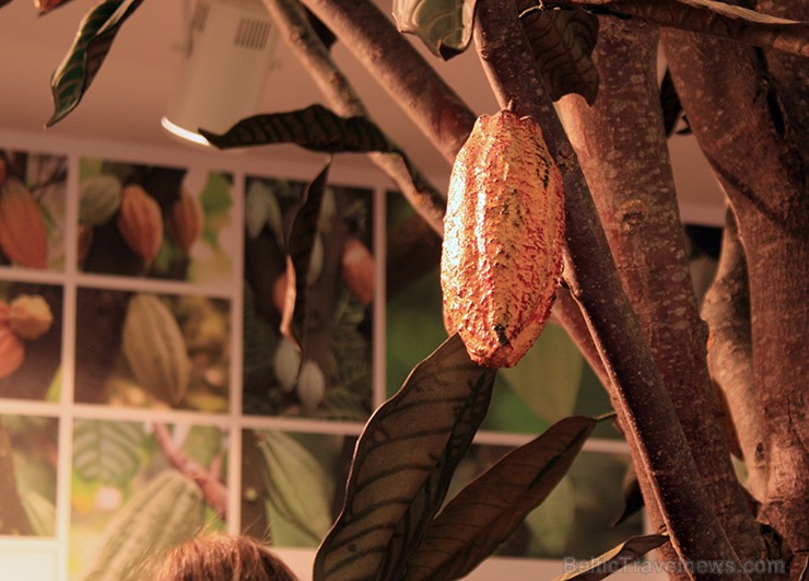 Muzejā iespējams ieskatīties šokolādes senajā pagātnē, aplūkot maiju un acteku šokolādes gatavošanas tradīcijas, kā arī ielūkoties šokolādes gatavošan 118137