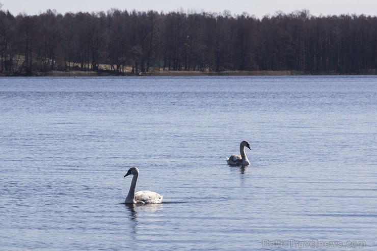 Ieskats pārgājienā apkārt Limbažu Lielezeram 118326