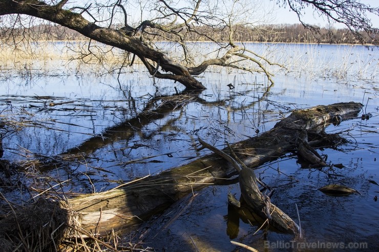 Ieskats pārgājienā apkārt Limbažu Lielezeram 118336