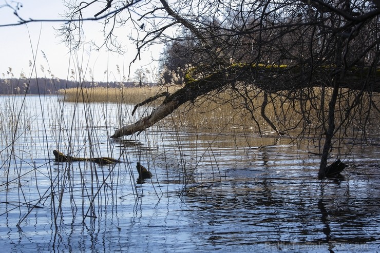 Ieskats pārgājienā apkārt Limbažu Lielezeram 118342