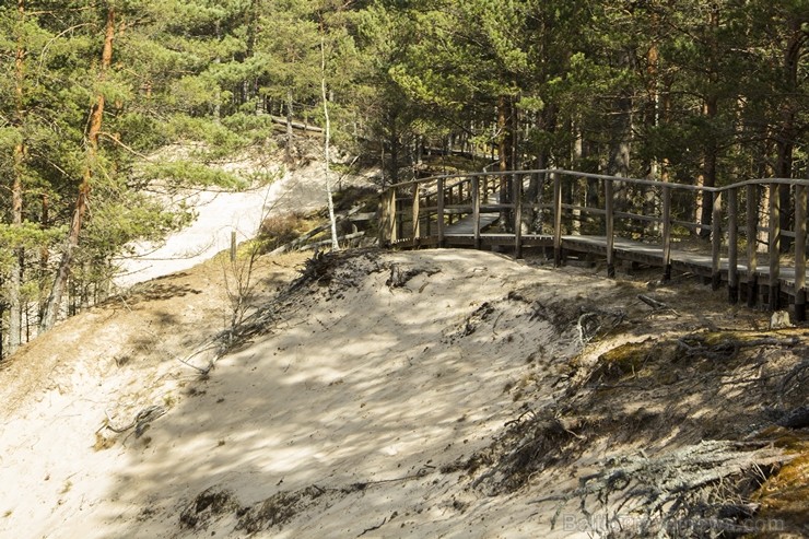 Pūrciema Baltās kāpas apkārtne saista gan ar savu pirmatnējo dabu, gan savu vēsturi 119301