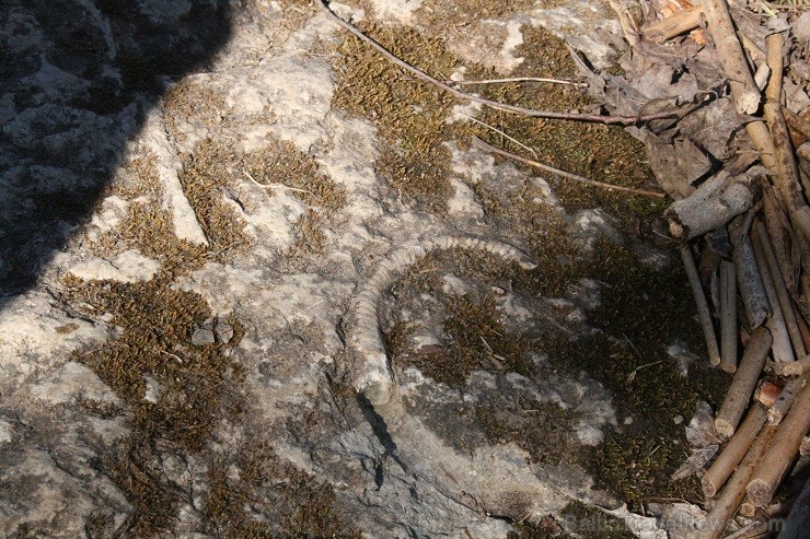 Ūdenskrituma pakājē var atrast fosīlijas... - www.visitestonia.com 119565