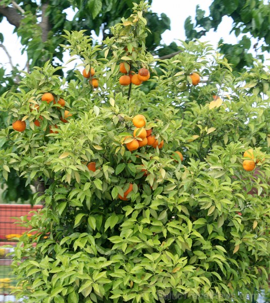 Apelsīnu koki Turcijas dienvidos redzami gandrīz ik uz soļa... - www.novatours.lv 120840