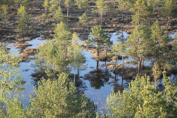 Jaunuzbūvētais skatu tornis ar 27 metriem Kristakrūgā ļauj pārlūkot Teiču dabas rezervāta teritoriju jebkuram garāmbraucējam 121185