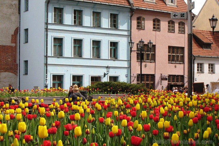 Vairākos Rīgas parkos uzziedējušas desmitiem tūkstošu pērn pašvaldības SIA Rīgas meži daļas Dārzi un parki dārznieku stādīto tulpju sīpolu 121603