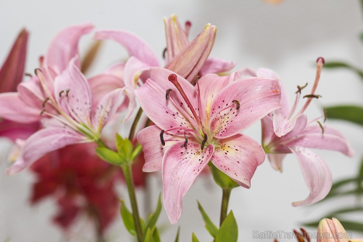 Latvijas Dabas muzejā no 17. līdz 20. jūlijam izstādē «Lilijas 2014» apmeklētājus priecēs biedrības «Lilium Balticum» selekcionāru un audzētāju izlolo 128338