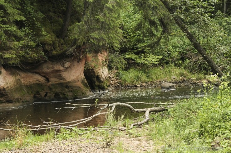 Cēsu apkārtnē noticis jauns taku skriešanas pasākums «Cēsis Eco Trail» 130140